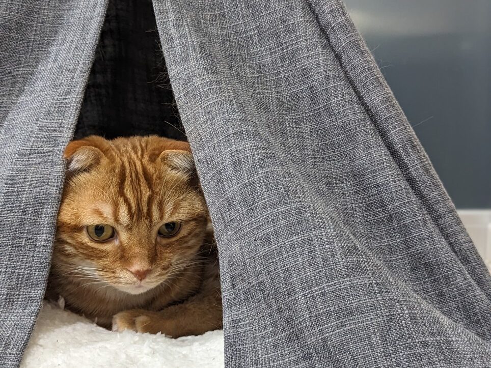 猫の為の工夫が満載