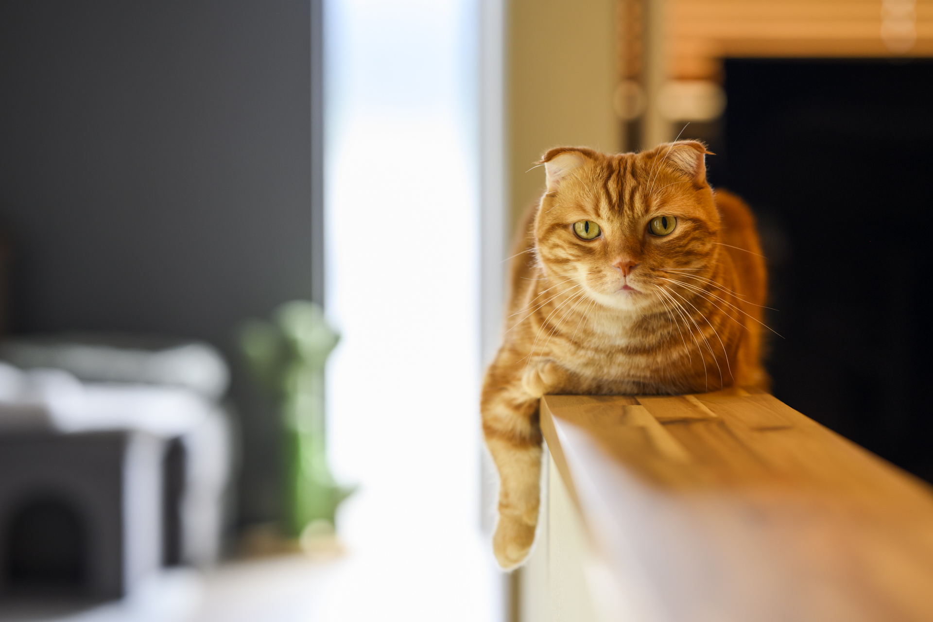 ペットも人も快適に暮らせる間取り