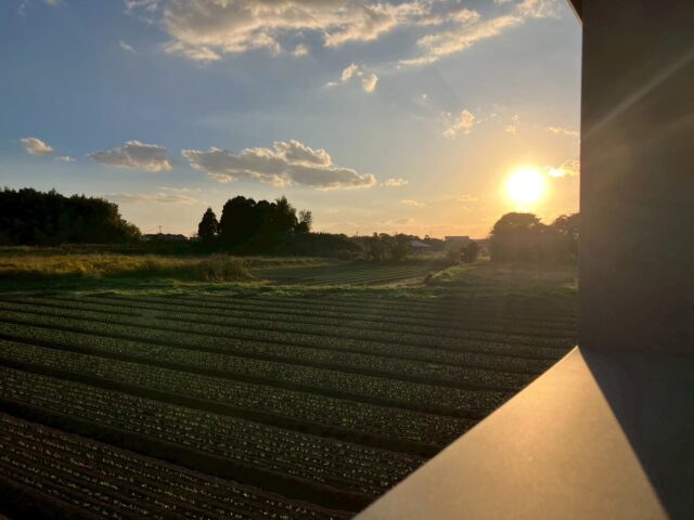 現場監督がみた！にゃんにゃん家