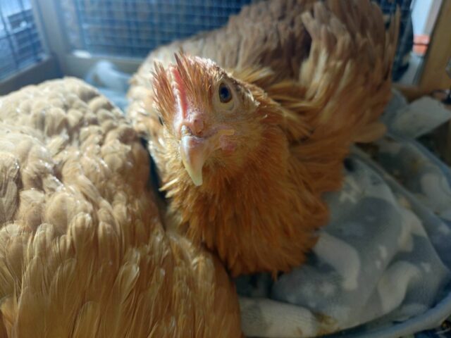 生き物が教えてくれる「命を育む家づくり」